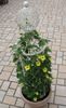 244-Wells-weiss-5.jpg
