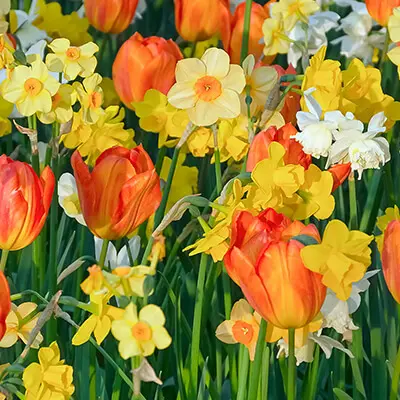Blumenzwiebeln