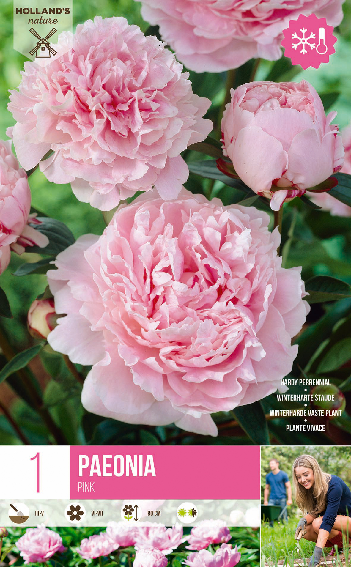 Pfingstrose Rosa (1 Stück)
