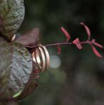 ohrringe-creolen-edelstahl-os95-rosegold-innen7.jpg