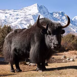9545500-yak.jpg