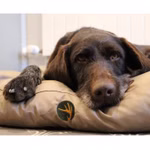 hund-taupe.jpg