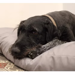 hund-grau.jpg hund-grau.jpg