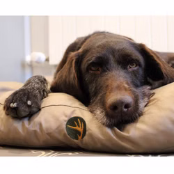 hund-taupe.jpg hund-taupe.jpg