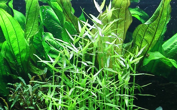 Aquariumpflanze Murdannia keisak Bambus Nr.135