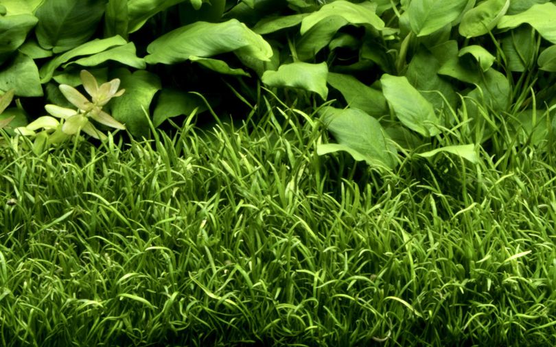 Aquarium Pflanze Lilaeopsis brasiliensis Wasserpflanzen Topf Nr.340