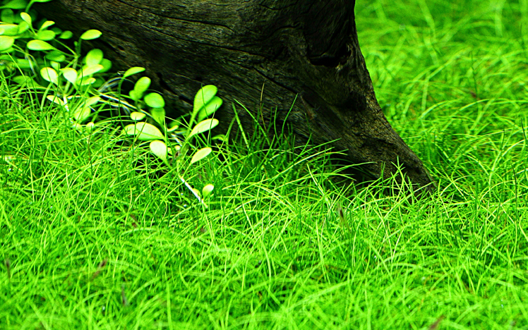 Aquarium Pflanze Eleocharis parvula Wasserpflanzen Topf Nr.332C
