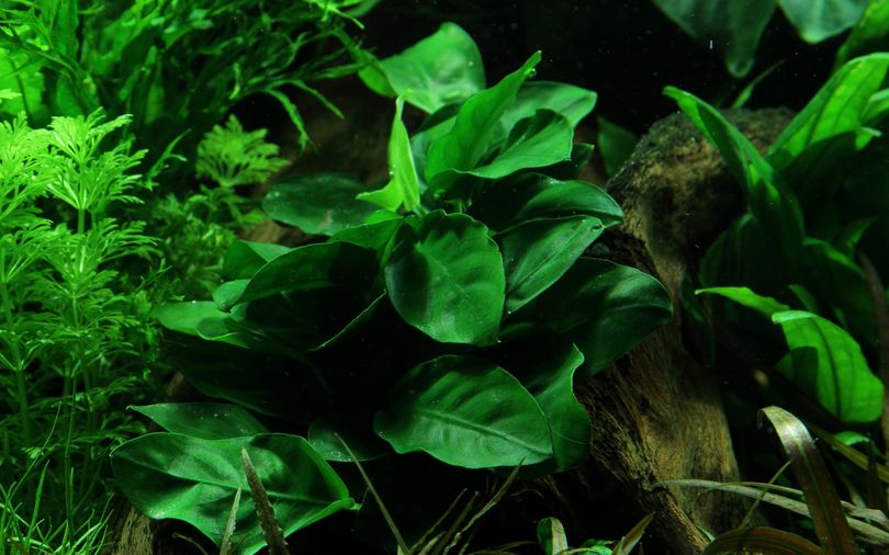 Aquarium Pflanze Anubias barteri nana Nr.301
