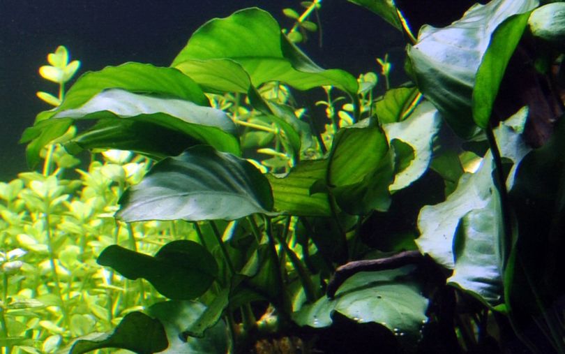 Aquarium Pflanze Anubias barteri var barteri Topf Nr.301A