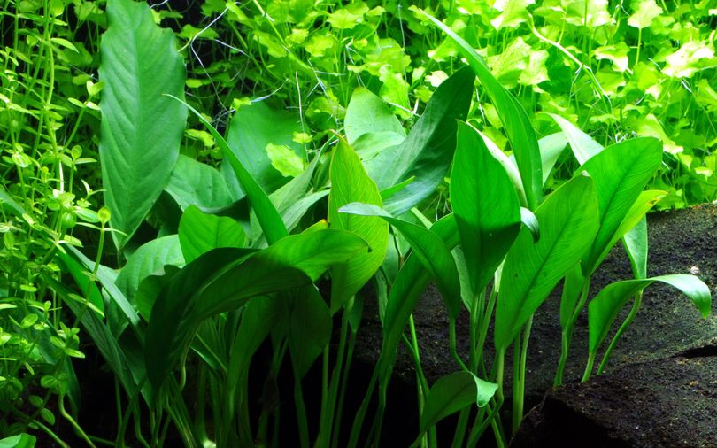 Aquarium Pflanze Anubias barteri angustifolia Nr.301C
