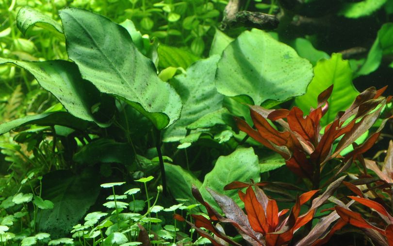 Aquarium Pflanze Anubias barteri caladiifolia Nr.101U
