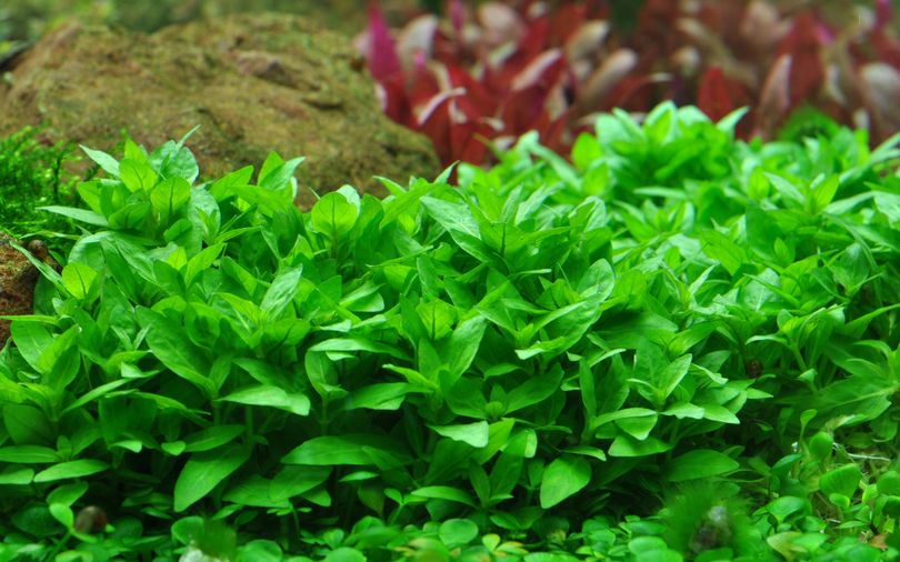 Aquarium Pflanze Staurogyne repens Tropica Nr.049G