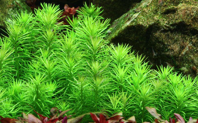 Aquarium Pflanze Pogostemon deccanensis Tropica Nr.053F