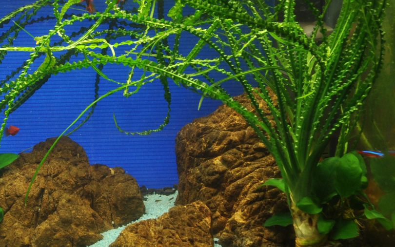 Aquarium Pflanze Crinum calamistratum Nr.094A