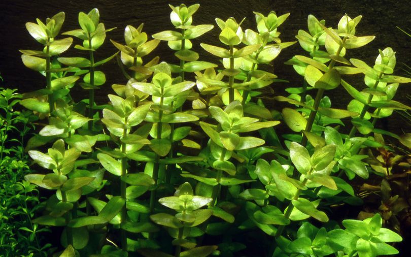 Aquarium Pflanze Bacopa caroliniana Nr.343