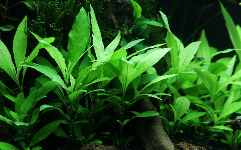 Aquarium Pflanze Hygrophila Siamensis 53B Wasserpflanzen Nr.353B