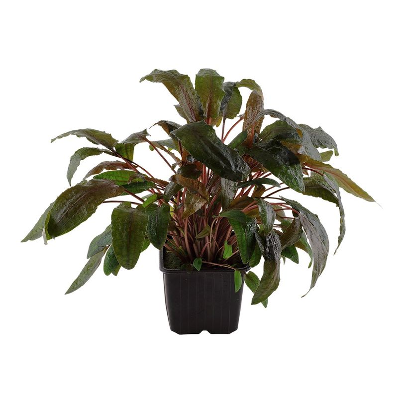 Mutterpflanze Aquariumpflanze Cryptocoryne wendtii 'Tropica' Nr.309E XL