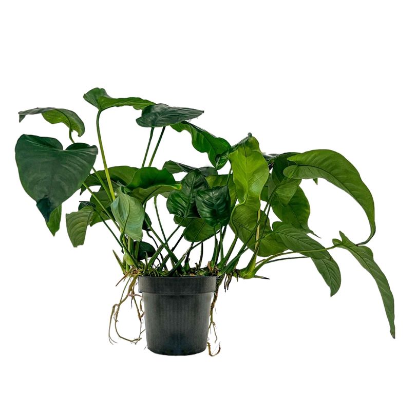 Mutterpflanze Aquarium Pflanze Anubias barteri XL Nr.301A