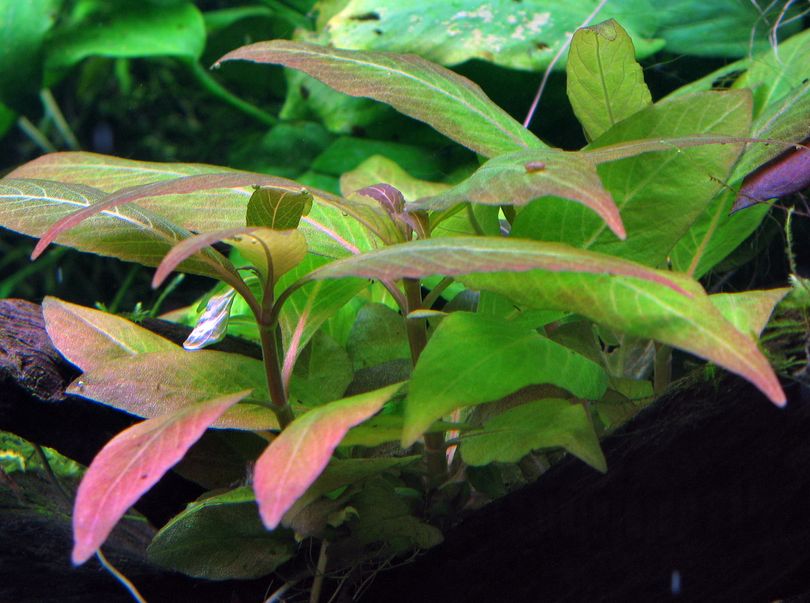 Aquarium Pflanze Hygrophila Compact Nr.052D