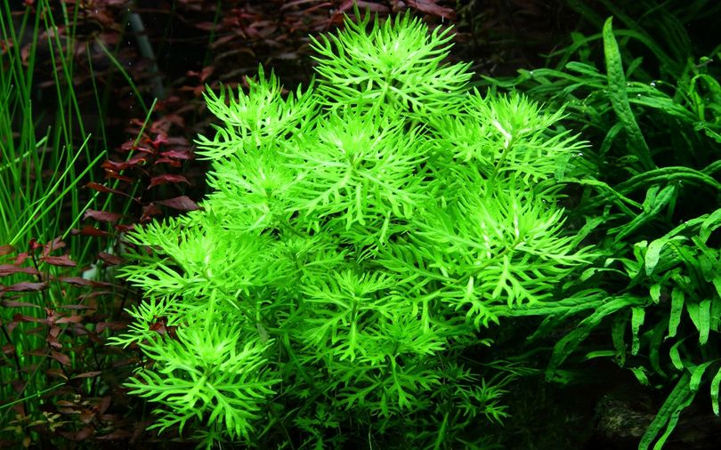 Aquariumpflanze Hottonia palustris Nr.027
