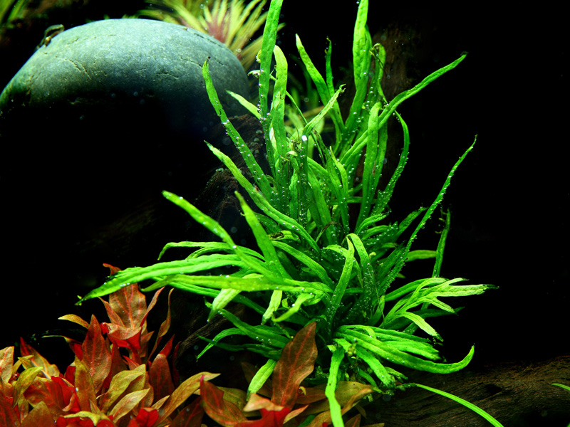 Aquarium Pflanze Microsorum pteropus Trident Wasserpflanze Topf Nr.308G