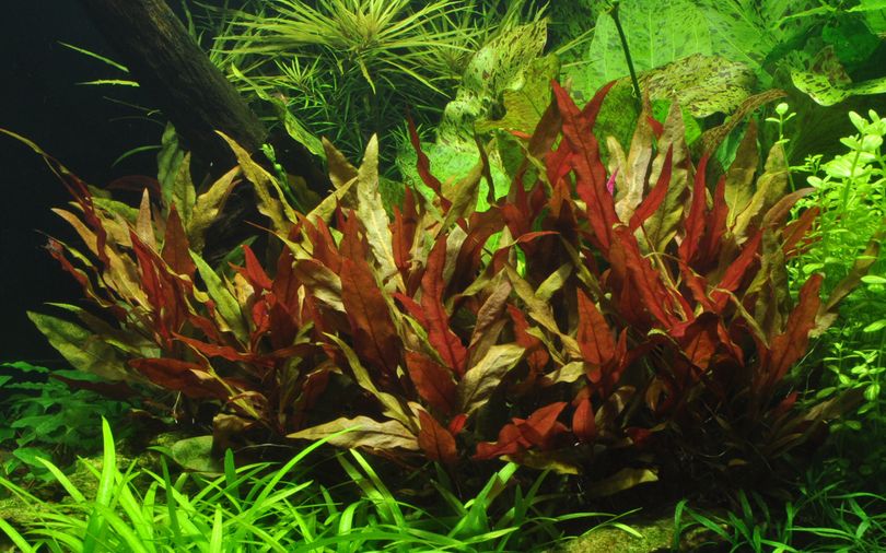 Aquarium Pflanze Alternanthera reineckii 'Pink' Nr.323
