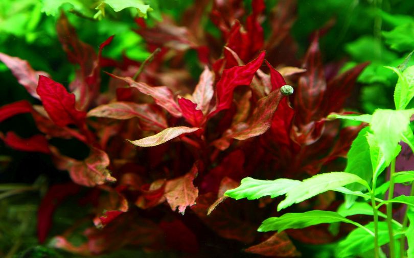 Aquarium Pflanze Alternanthera reineckii Rosanervig Tropica Topf Nr.323D