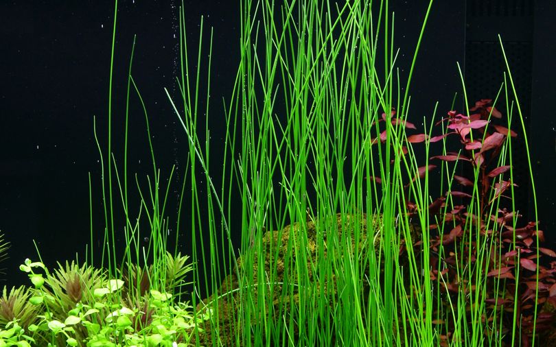 Aquariumpflanze Eleocharis montevidensis Nr.132D