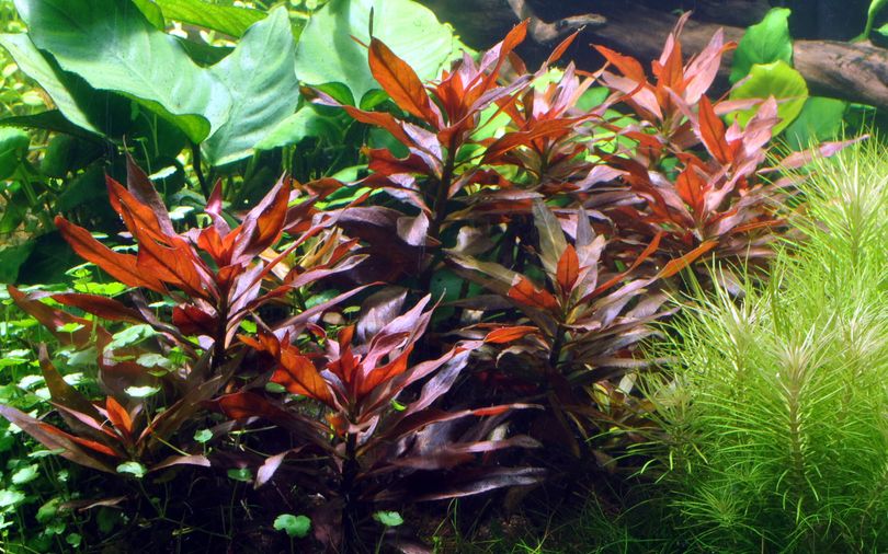 Aquarium Pflanze Ludwigia glandulosa Nr.335A