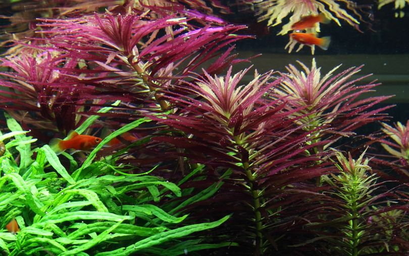 Aquarium Pflanze Limnophila hippuridoides Nr.047C