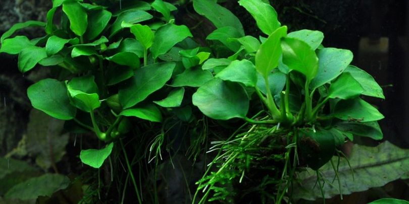 Aquariumpflanze Anubias barteri var. nana 'Bonsai' Nr.301H