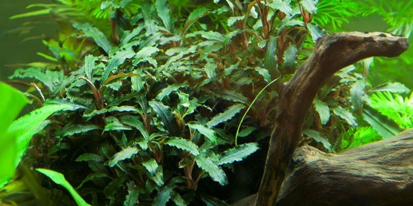 Aquarium Pflanze Bucephalandra sp. 'Red' Nr.339A
