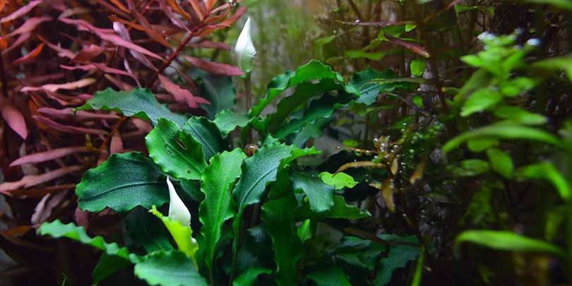 Aquarium Pflanze Bucephalandra pygmaea 'Bukit Kelam' Nr.139