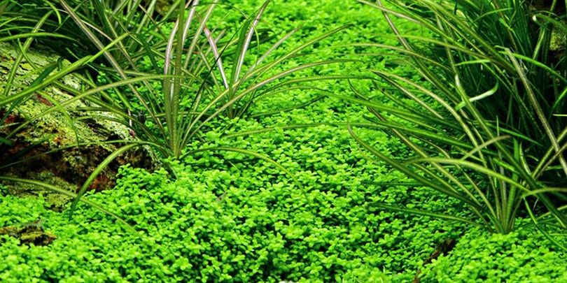Aquarium Pflanze Hemianthus callitrichoides Wasserpflanzen Nr.048B
