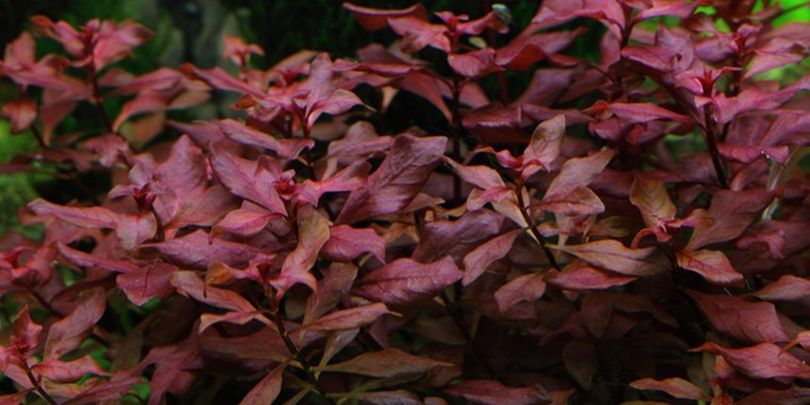 Aquarium Pflanze Ludwigia palustris Nr.335B