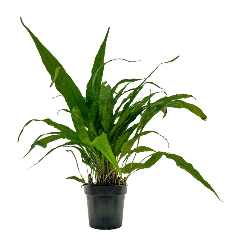 Mutterpflanze Aquarium Pflanze Microsorum pteropus Nr.308 XL Aquarium