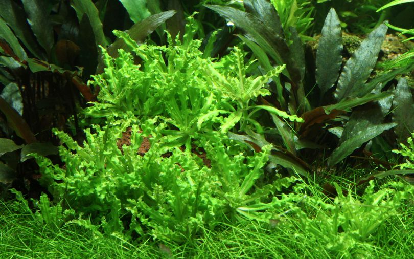 Aquarium Pflanze Pogostemon helferi Nr.053H