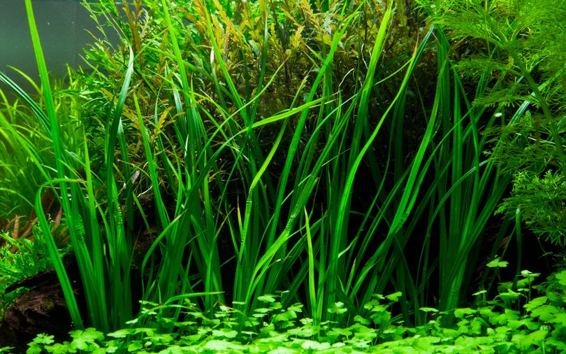 Aquarium Pflanze Cyperus helferi Wasserpflanzen Topf Nr.333A