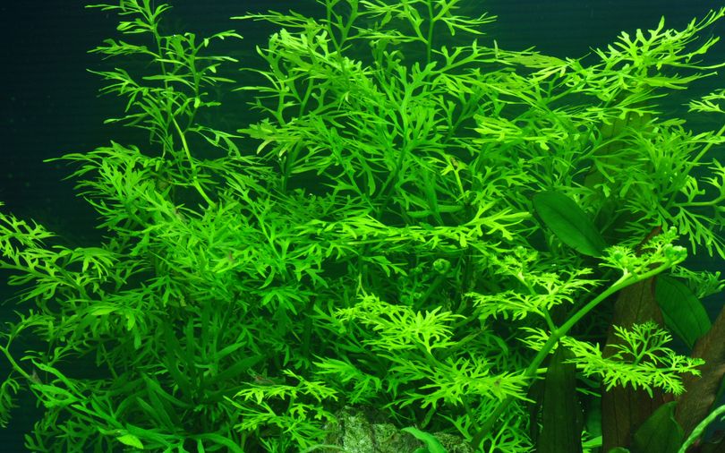 Aquarium Pflanze Ceratopteris thalictroides Nr.305A
