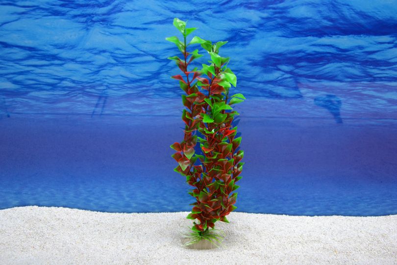Amtra Ludwigia XL 36 cm – Künstliche Aquarium-Deko