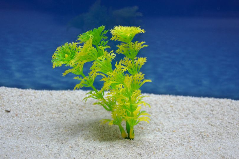Amtra Cabomba S 12cm – Künstliche Aquarienpflanze für Dekoration