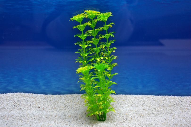 Amtra Cabomba M 20cm – Künstliche Pflanze für Aquarien-Dekoration