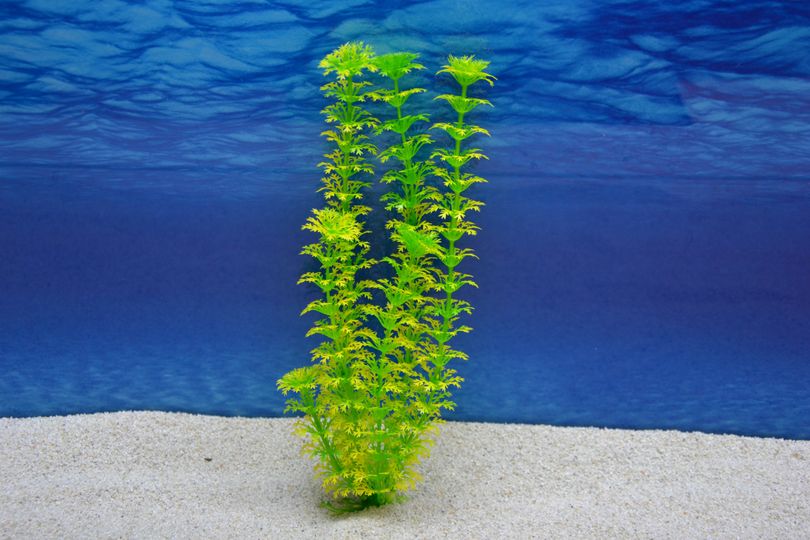 Amtra Cabomba L 29cm – Künstliche Pflanze für Aquarien-Dekoration
