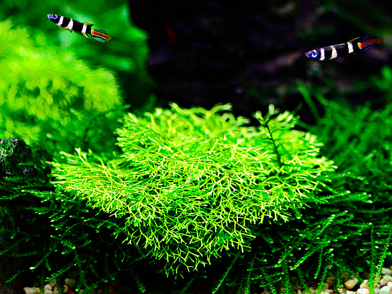 Aquarium Pflanze Moos Riccia fluitans Tropica Nr.001 TC in Vitro 1-2 Grow