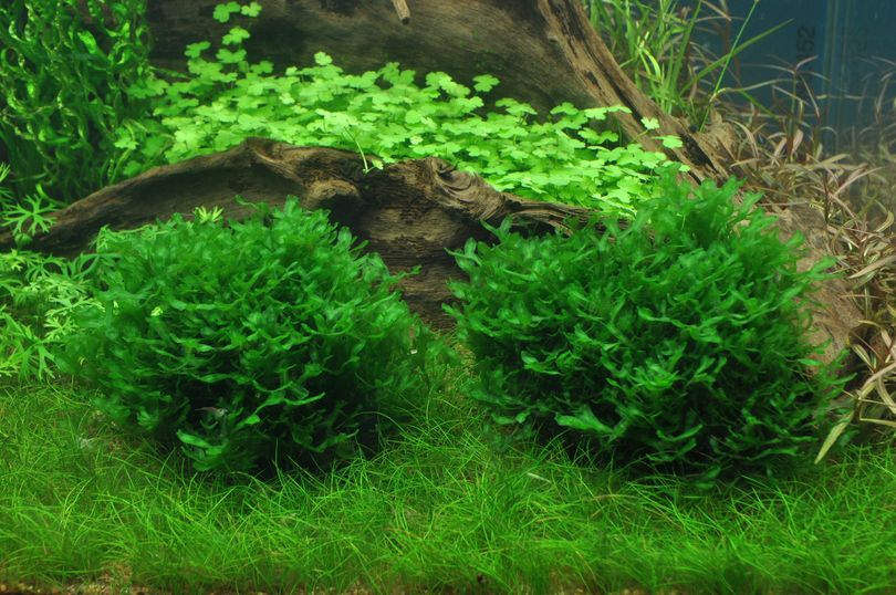 Aquarium Pflanze Moos Monosolenium tenerum Tropica Nr.002C TC in Vitro 1-2 Grow