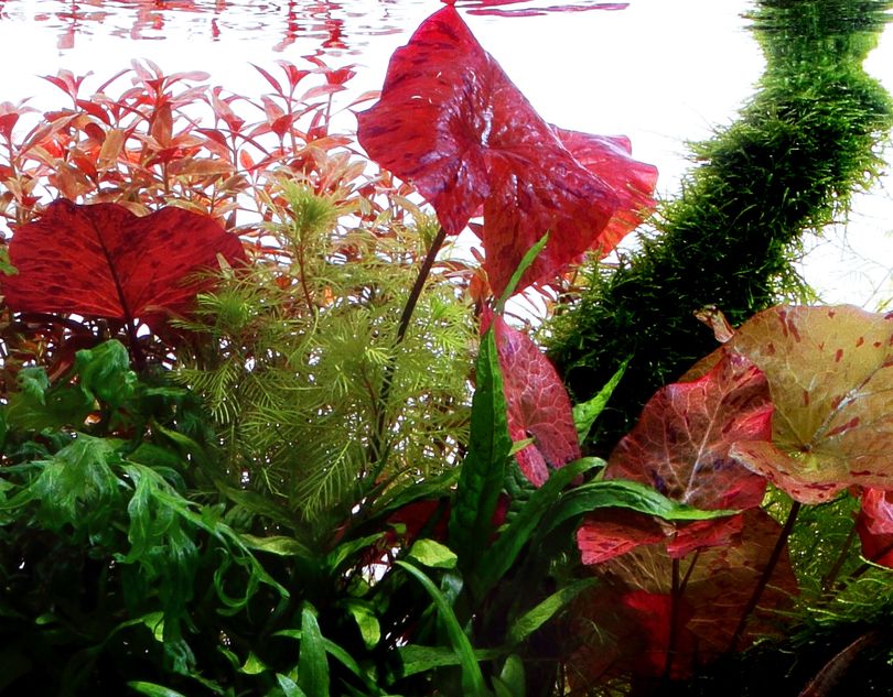 Aquarium Pflanze Nymphaea Lotus Tigerlotus Wasserpflanzen Aquariumpflanzen Nr.019