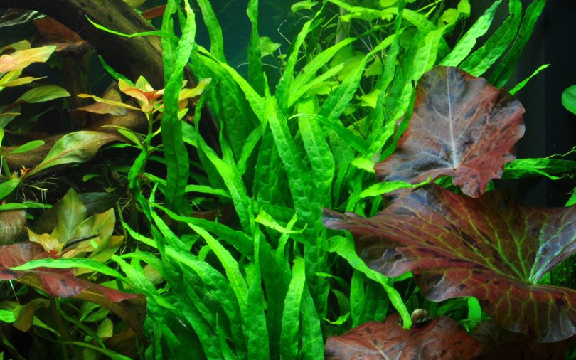 Aquarium Pflanze Microsorum pteropus 'Narrow' Tropica Nr.008A