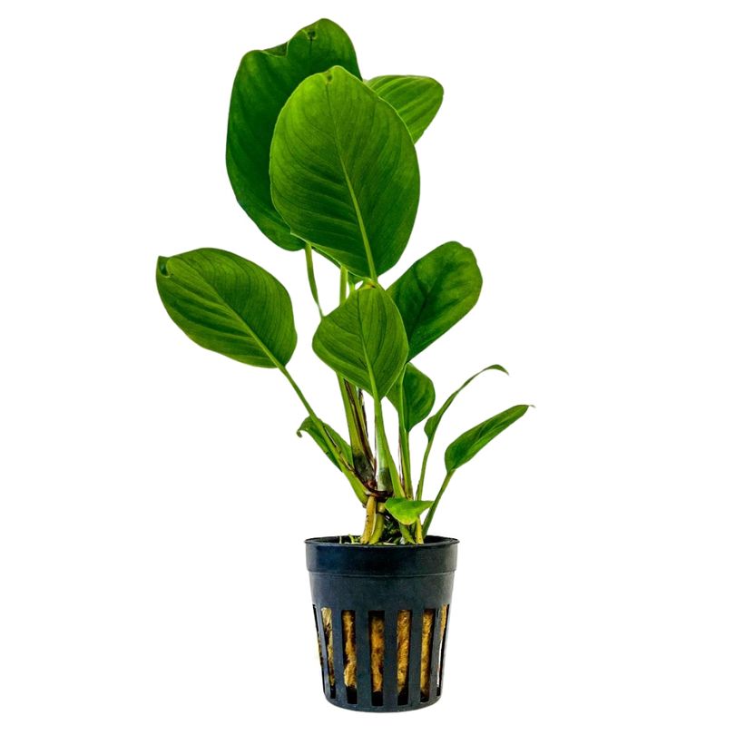 Aquarium Pflanze Anubias heterophylla Topf Nr.302