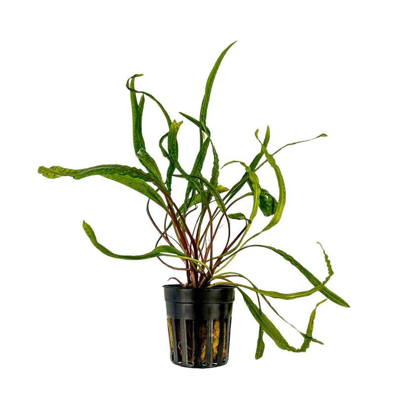 Aquarium Pflanze Cryptocoryne balansae Topf Nr.309B