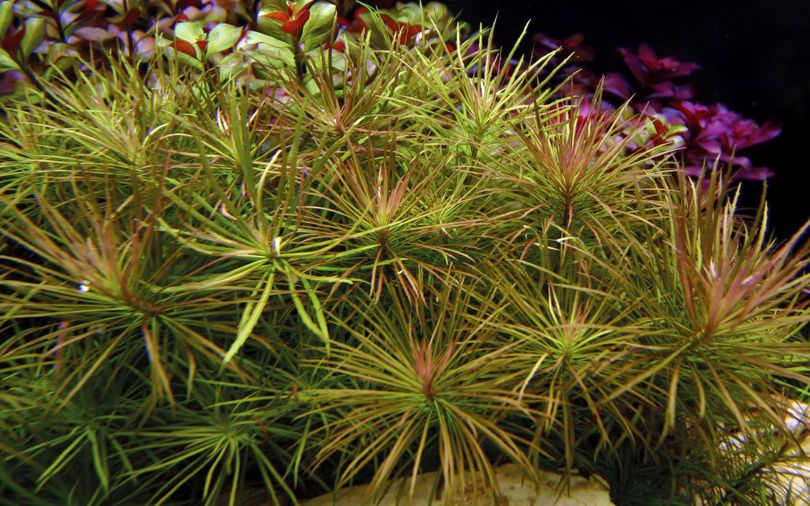 Aquarium Pflanze Pogostemon stellata Nr.053G